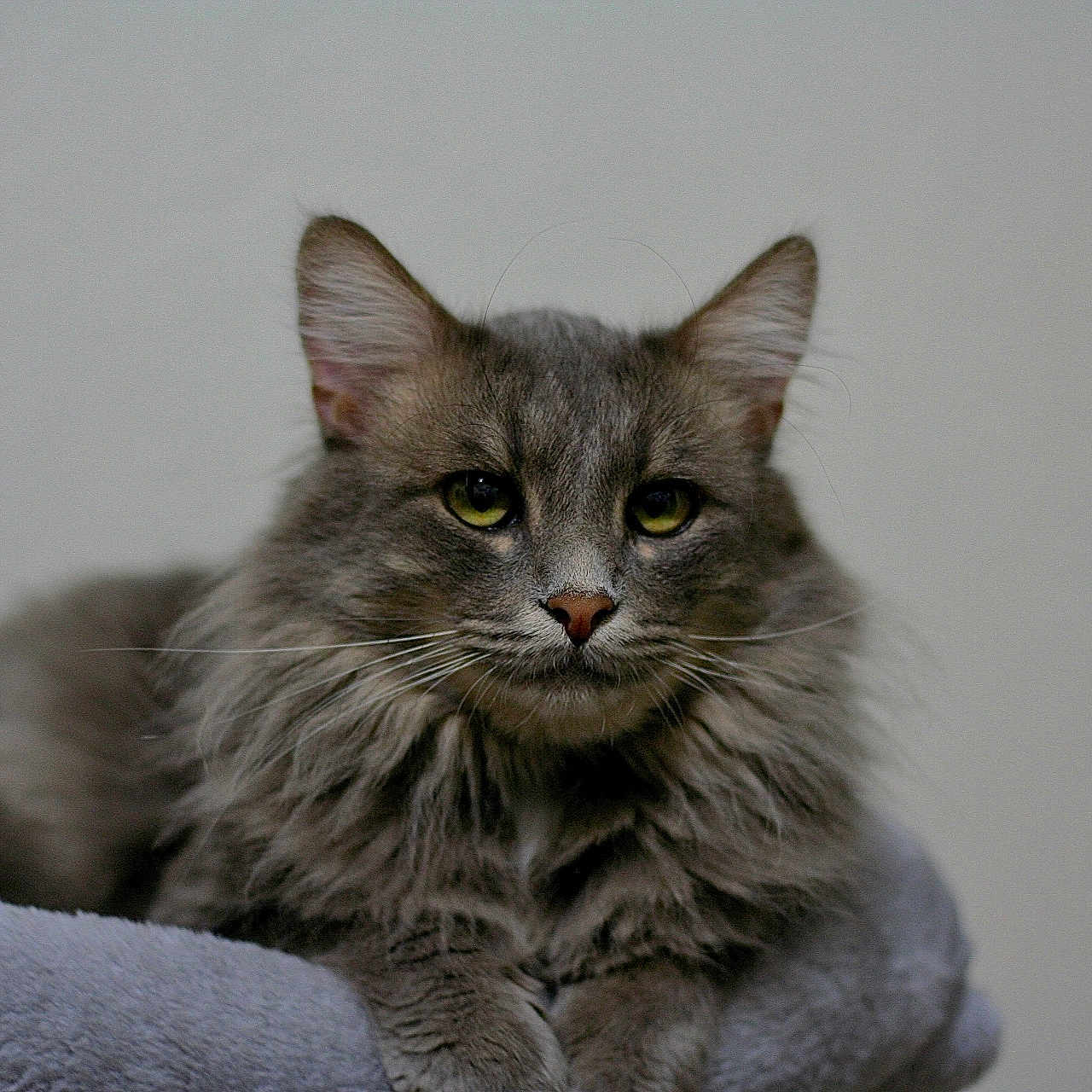 Rex joined the competition — help win amazing prizes! animal, cat, closeup, comfortable, cute, domestic, ears, eyes, feline, fluffy, fur, grey, indoor, mammal, pet, portrait, relaxed, resting, soft, whiskers