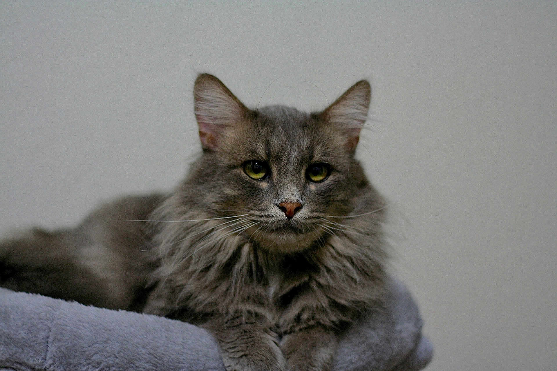 Rex