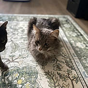 Rex joined the competition — help win amazing prizes! cat, indoor, rug, patterned_rug, gray_cat, curious_cat, feline, pet, animal, floor, home, cozy, relaxed, loaf_position, whiskers, ears, fur, domestic_animal, two_cats, shadow