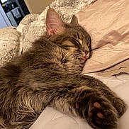 Ruby is registered to the contest to win money with this photo: cat, tabby, sleeping, tongue_out, bed, blanket, pillow, cozy, furry, pet, indoor, relaxation, closeup, cute, animal, resting, soft, fur, comfort, domestic