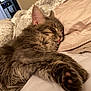 cat, tabby, sleeping, tongue_out, bed, blanket, pillow, cozy, furry, pet, indoor, relaxation, closeup, cute, animal, resting, soft, fur, comfort, domestic