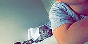 Ruby is registered to the contest to win money with this photo: cat, gray_cat, bed, pillow, plush_toy, person, arm, gray_shirt, indoor, relaxing, feline, pet, cozy, resting, animal, soft_toys, home, casual, yawning_cat, comfort