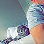 cat, gray_cat, bed, pillow, plush_toy, person, arm, gray_shirt, indoor, relaxing, feline, pet, cozy, resting, animal, soft_toys, home, casual, yawning_cat, comfort