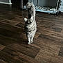 cat, gray_cat, fluffy, wooden_floor, indoor, pet, curious, feline, tail_up, blanket, rack, flooring, cozy, domestic_animal, mammal, whiskers, ears, looking_up, home, furniture