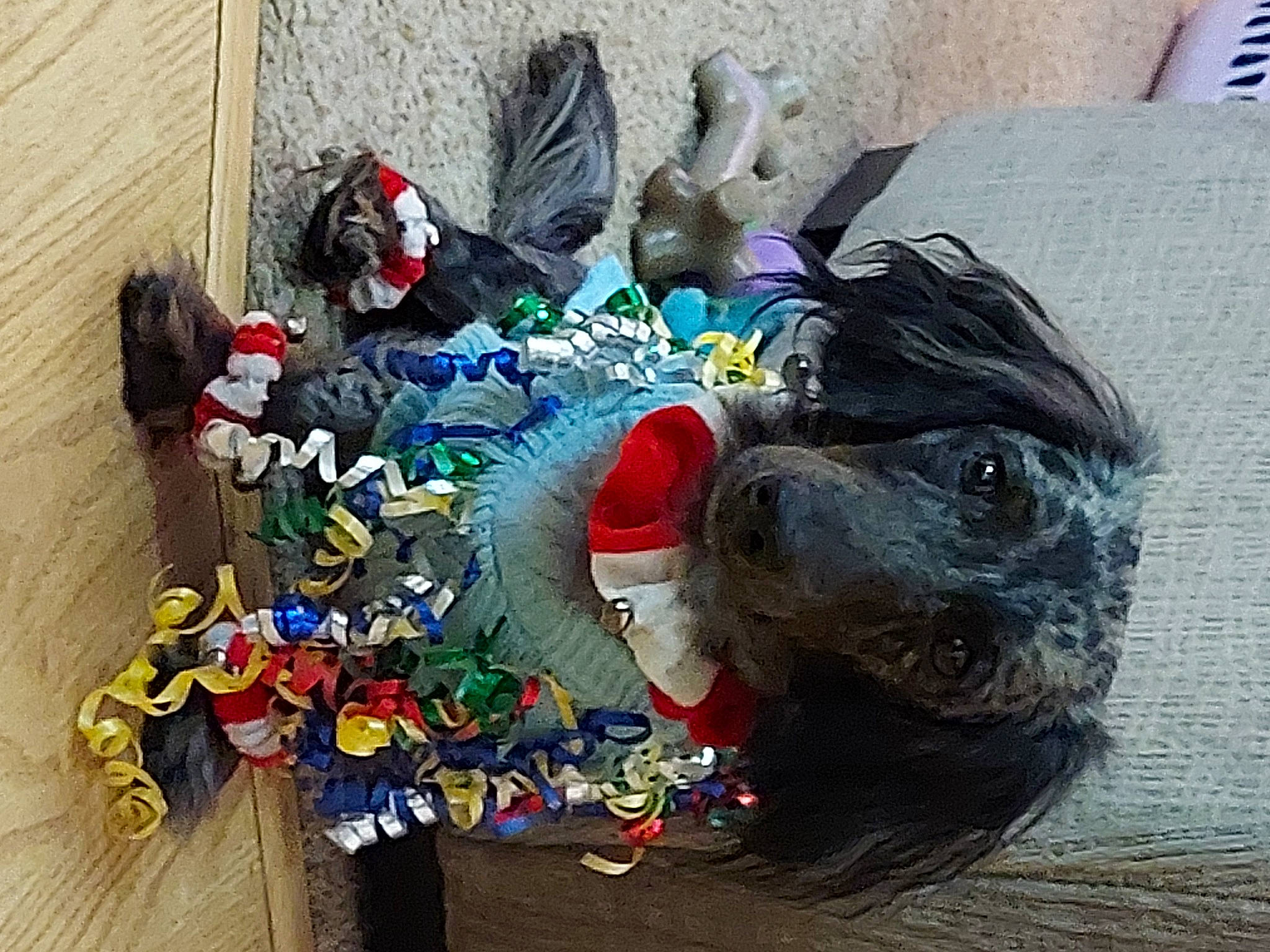 Merlyn is registered to the contest to win money with this photo: art, carmine, companion_dog, costume, dog, dog_clothes, event, fur, leash, plastic, sculpture, shoe, sitting, statue, textile, tradition, visual_arts, wool, woolen, working_animal