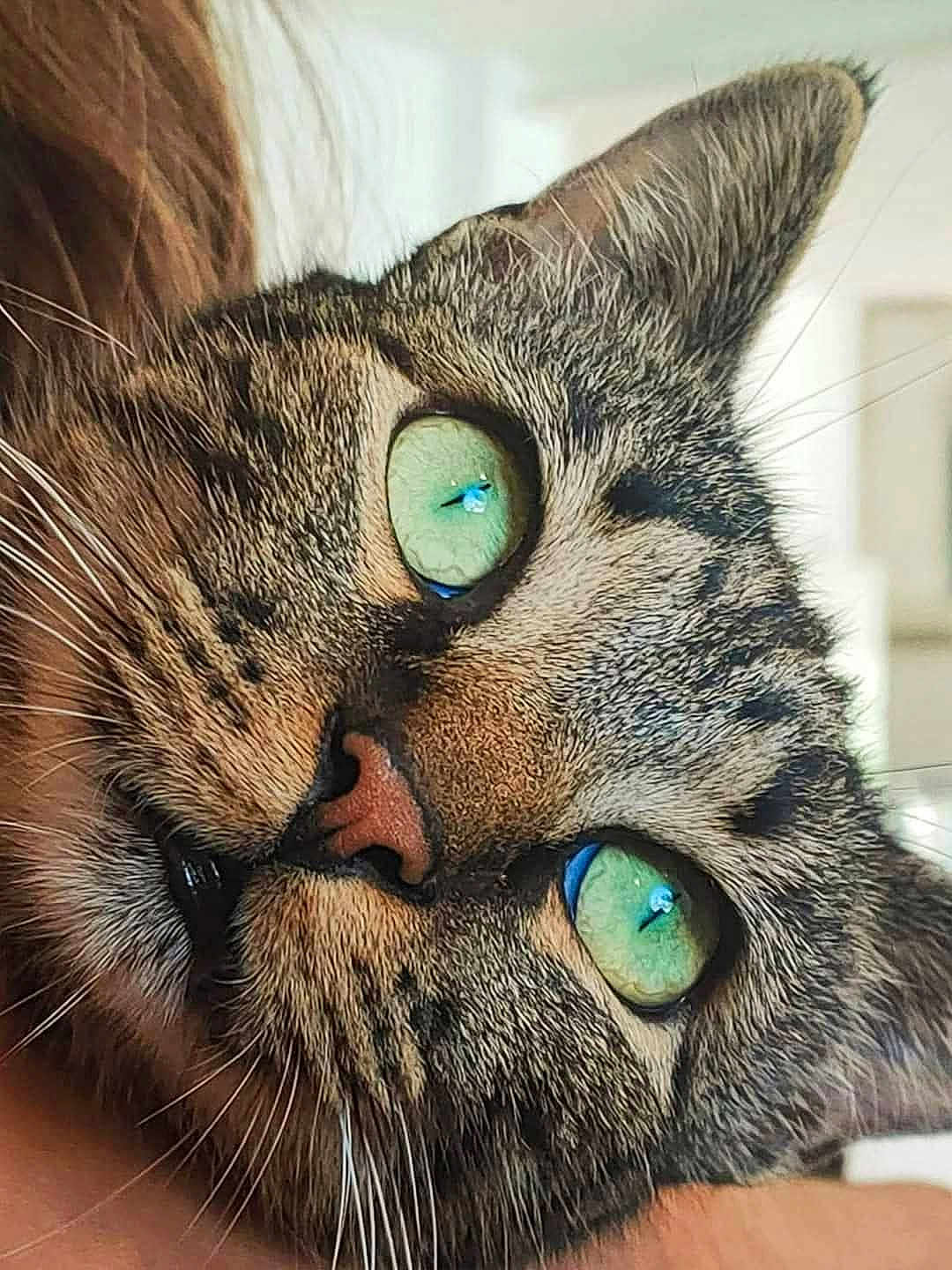 Diego participe au concours pour gagner de l'argent avec cette photo : animal, cat, close_up, closeup, curious, cute, domestic_cat, ear, face, feline, fur, green_eyes, indoor, mammal, mouth, nose, pet, portrait, tabby_cat, whiskers