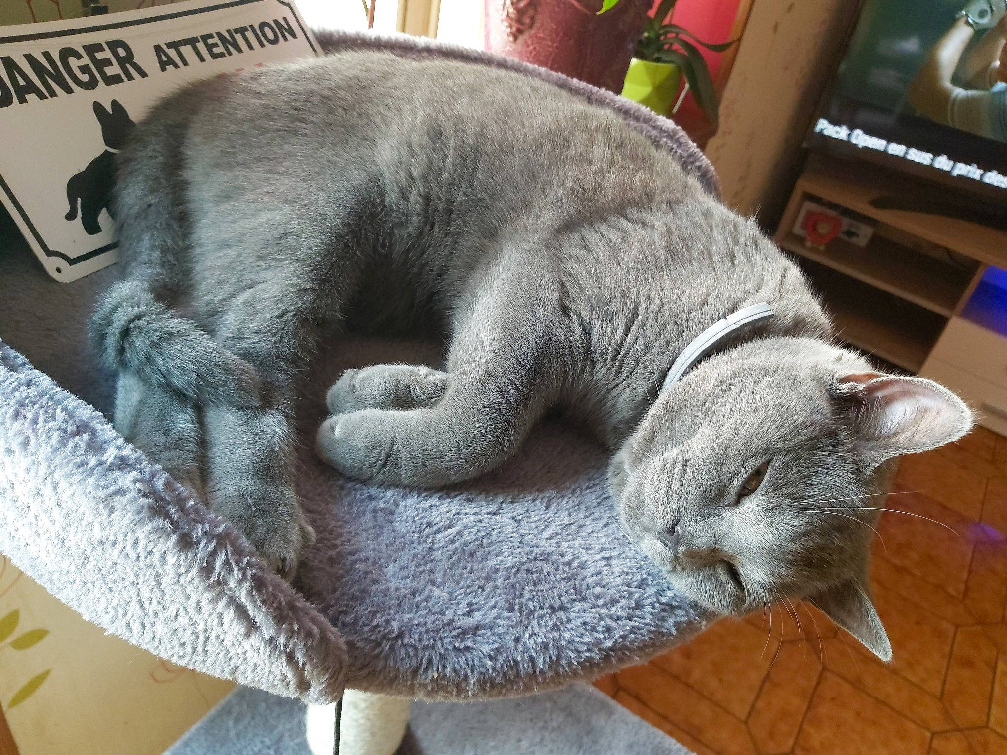 Neko a rejoint le concours — aidez-le/la à gagner de superbes lots ! asian, british_shorthair, carnivore, cat, cat_bed, chartreux, domestic_short_haired_cat, felidae, korat, mammal, nap, nebelung, russian_blue, scottish_fold, sleep, small_to_medium_sized_cats, snout, tail, vertebrate, whiskers