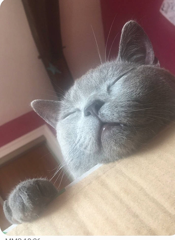 Neko a rejoint le concours — aidez-le/la à gagner de superbes lots ! british_longhair, british_shorthair, burmese, carnivore, cat, chartreux, fawn, felidae, kitten, korat, mammal, nebelung, russian_blue, small_to_medium_sized_cats, snout, whiskers