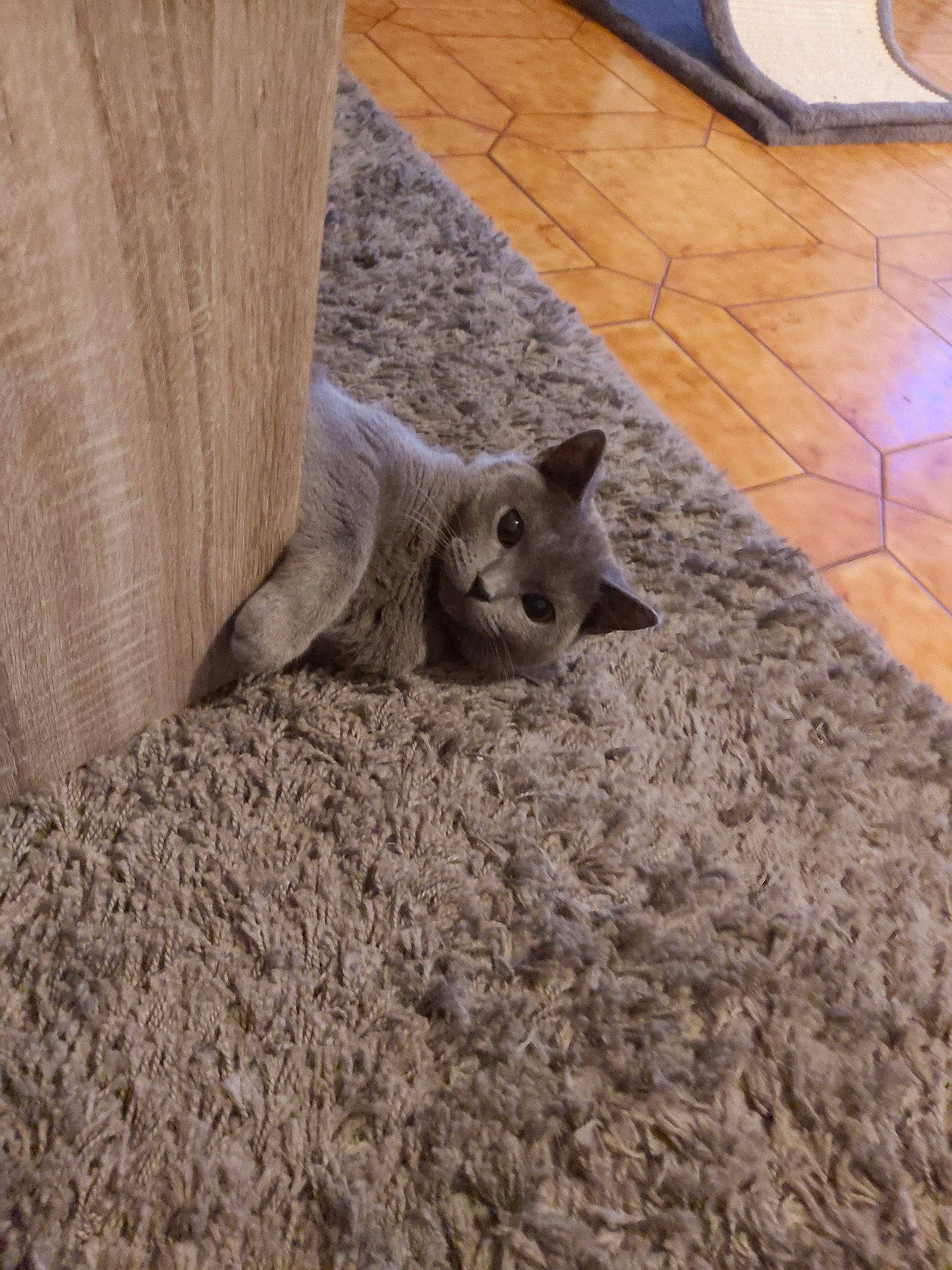 Neko a rejoint le concours — aidez-le/la à gagner de superbes lots ! british_shorthair, carnivore, cat, chartreux, fawn, felidae, flooring, fur, kitten, russian_blue, small_to_medium_sized_cats, tail