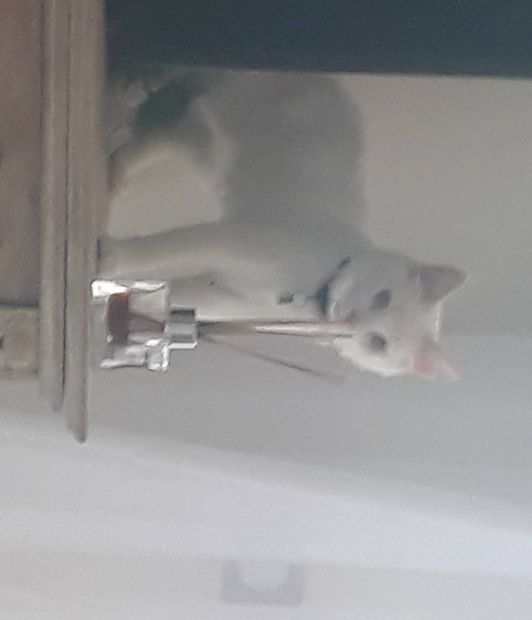 Sweety a rejoint le concours — aidez-le/la à gagner de superbes lots ! carnivore, ceiling, felidae, flooring, glass, grey, light_fixture, metal, monochrome, monochrome_photography, plaster, room, shadow, small_to_medium_sized_cats, still_life_photography, tail, whiskers, wood