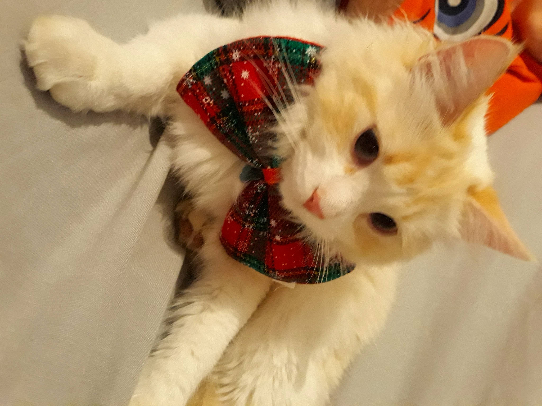 Sweety participe au concours pour gagner de l'argent avec cette photo : carnivore, cat, christmas, claw, comfort, domestic_short_haired_cat, event, eye, fawn, felidae, fur, iris, musical_instrument, paw, plant, small_to_medium_sized_cats, snout, tail, tree, whiskers