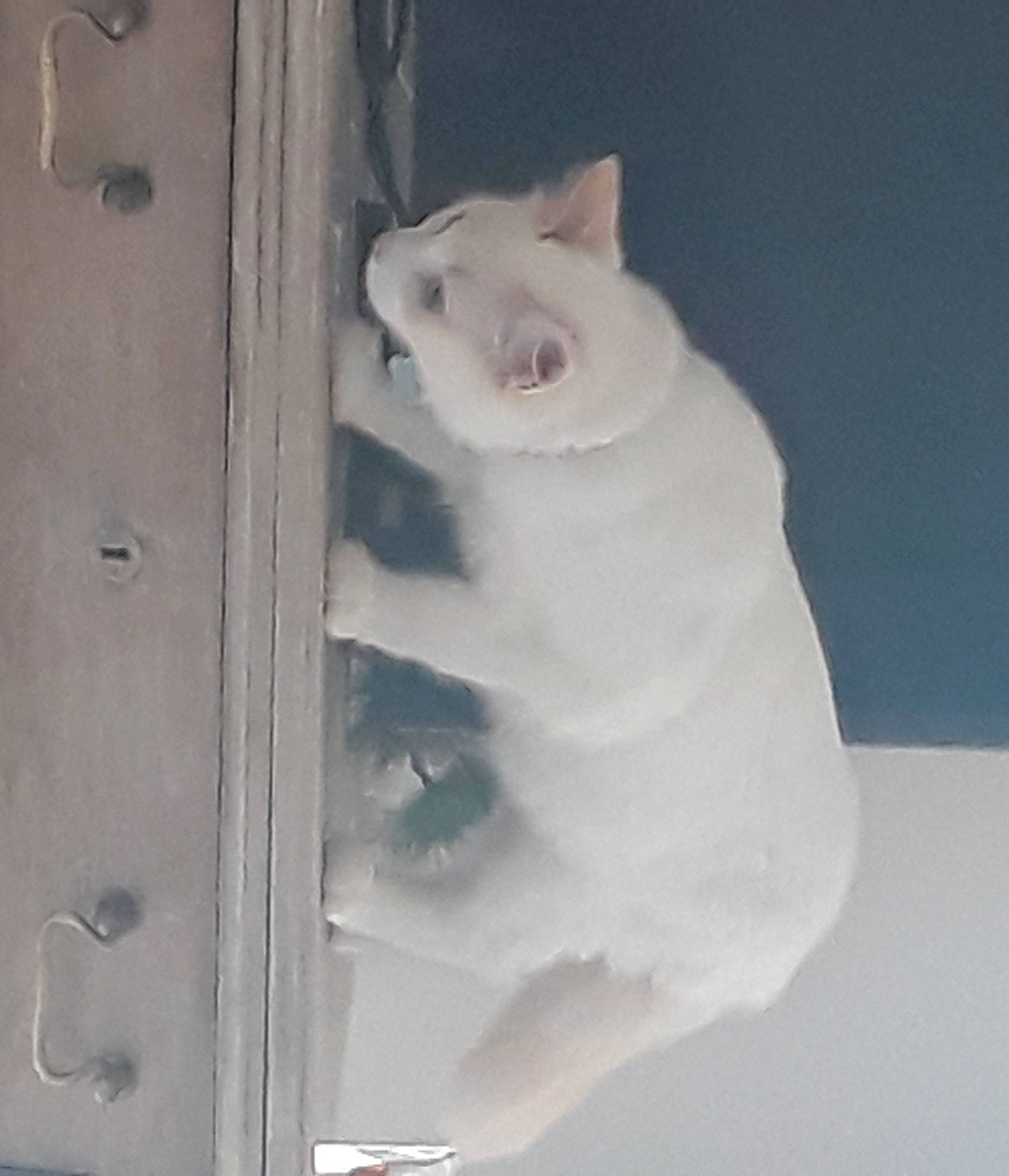 Sweety participe au concours pour gagner de l'argent avec cette photo : art, carnivore, cat, domestic_short_haired_cat, felidae, fur, gas, grey, metal, paw, small_to_medium_sized_cats, snout, tail, visual_arts, whiskers, window, winter, wood