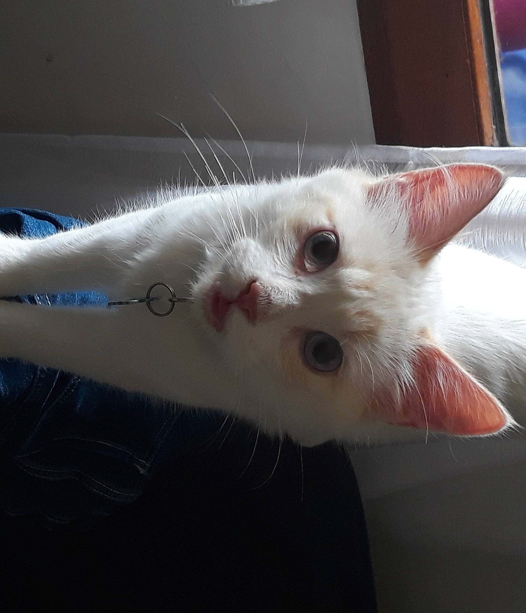 Sweety participe au concours pour gagner de l'argent avec cette photo : carnivore, cat, claw, domestic_short_haired_cat, felidae, fur, paw, small_to_medium_sized_cats, snout, tail, whiskers