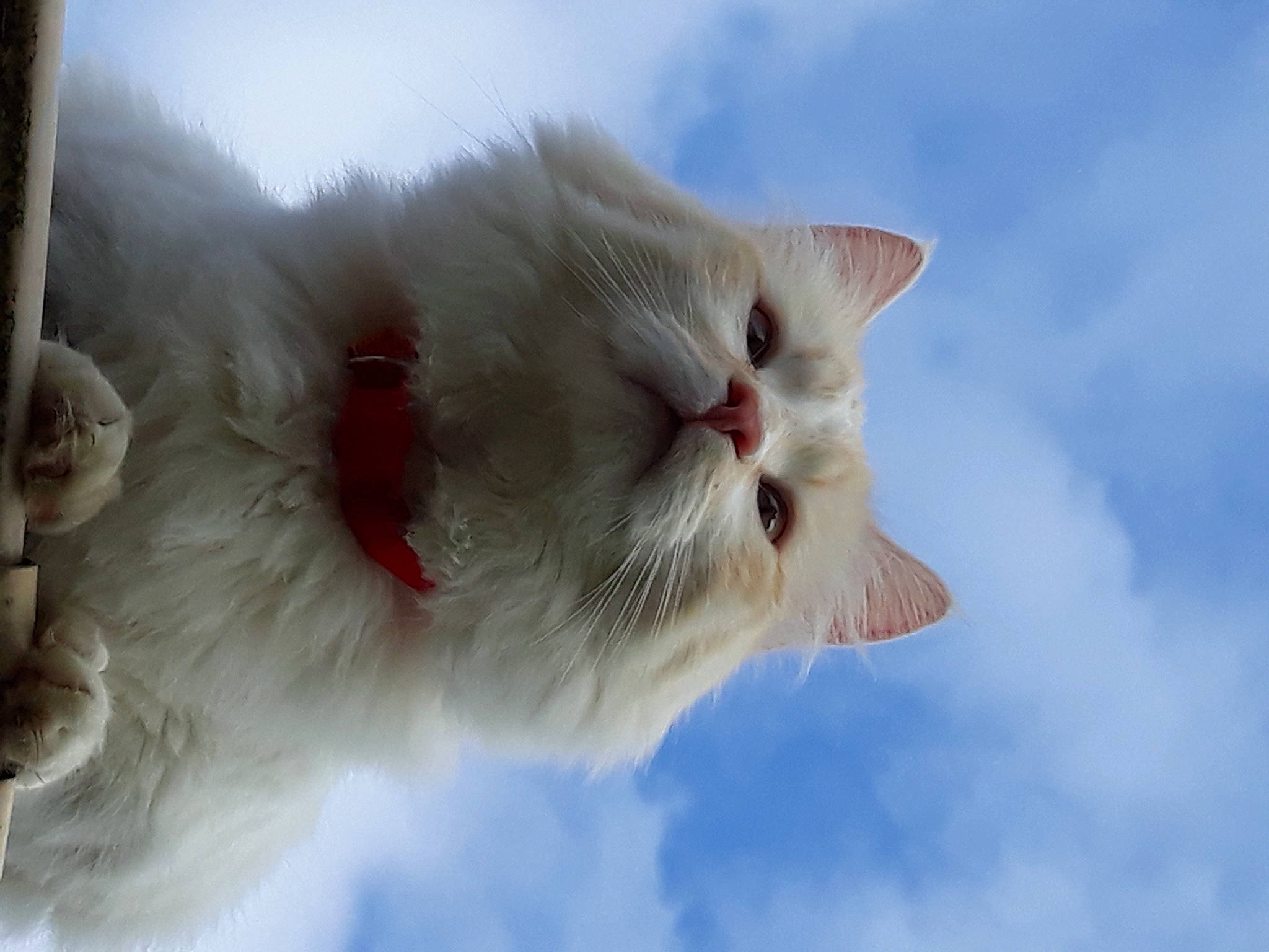 Snow participe au concours pour gagner de l'argent avec cette photo : carnivore, cat, cloud, cumulus, domestic_short_haired_cat, eye, felidae, freezing, fur, paw, sky, small_to_medium_sized_cats, snout, tail, tree, whiskers, winter