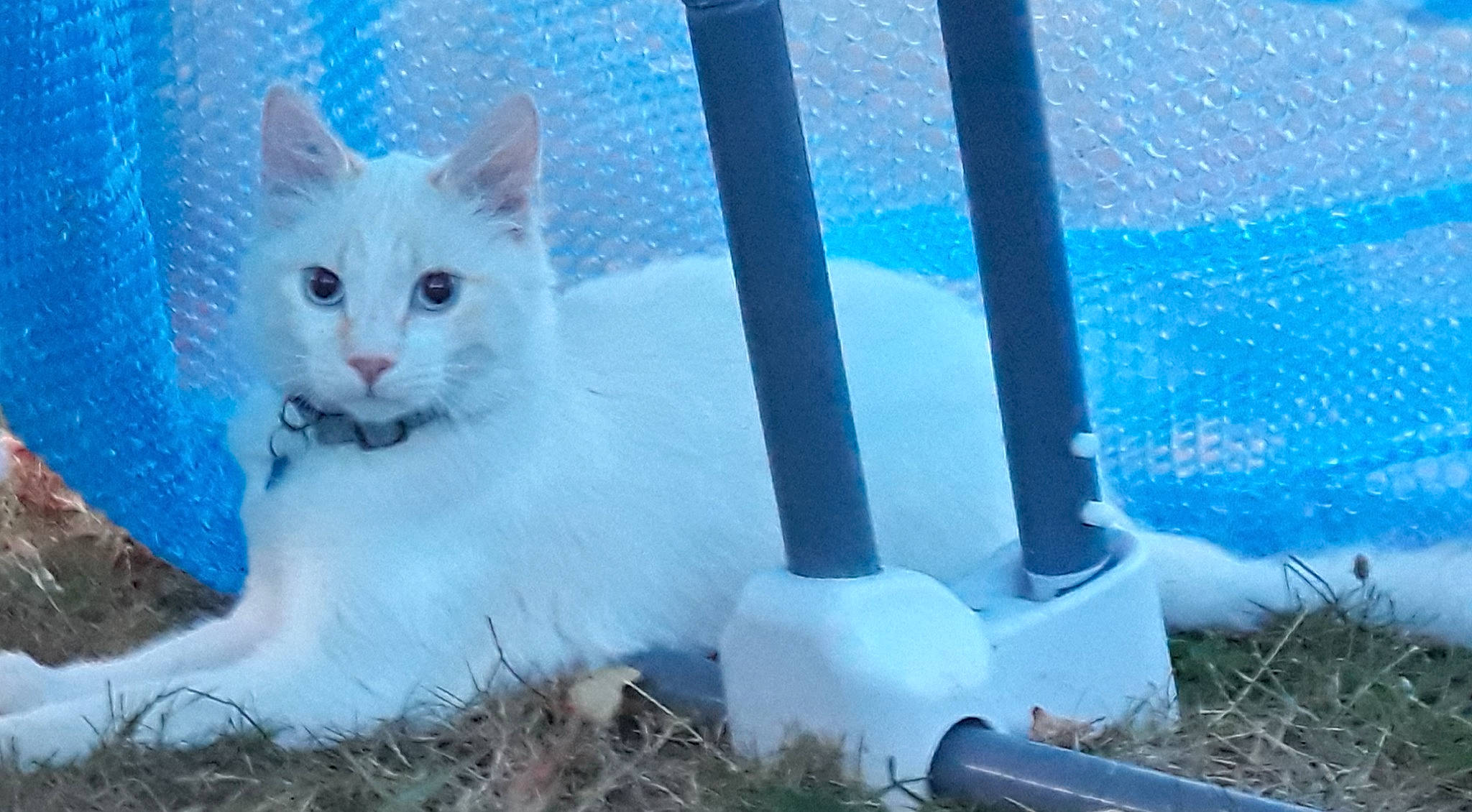 Snow participe au concours pour gagner de l'argent avec cette photo : azure, blue, carnivore, cat, domestic_short_haired_cat, electric_blue, felidae, fence, freezing, fur, grass, plant, sky, small_to_medium_sized_cats, tail, terrestrial_animal, whiskers, winter