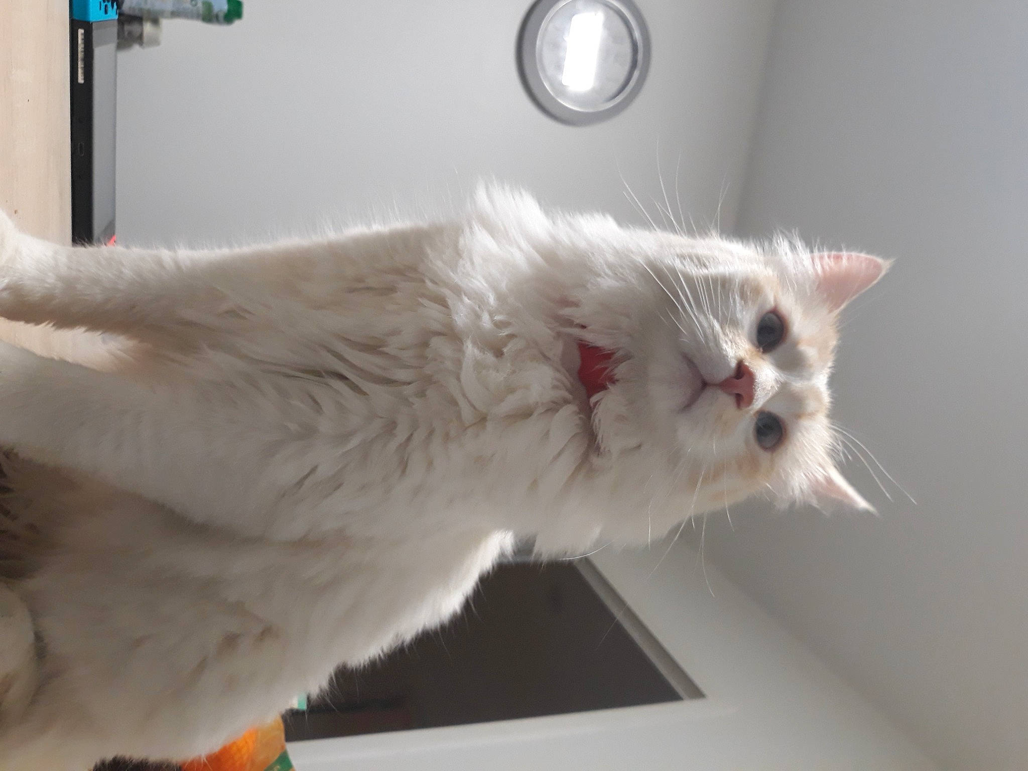 Snow participe au concours pour gagner de l'argent avec cette photo : carnivore, cat, claw, clock, domestic_short_haired_cat, felidae, fur, mechanical_fan, paw, small_to_medium_sized_cats, snout, tail, whiskers, window