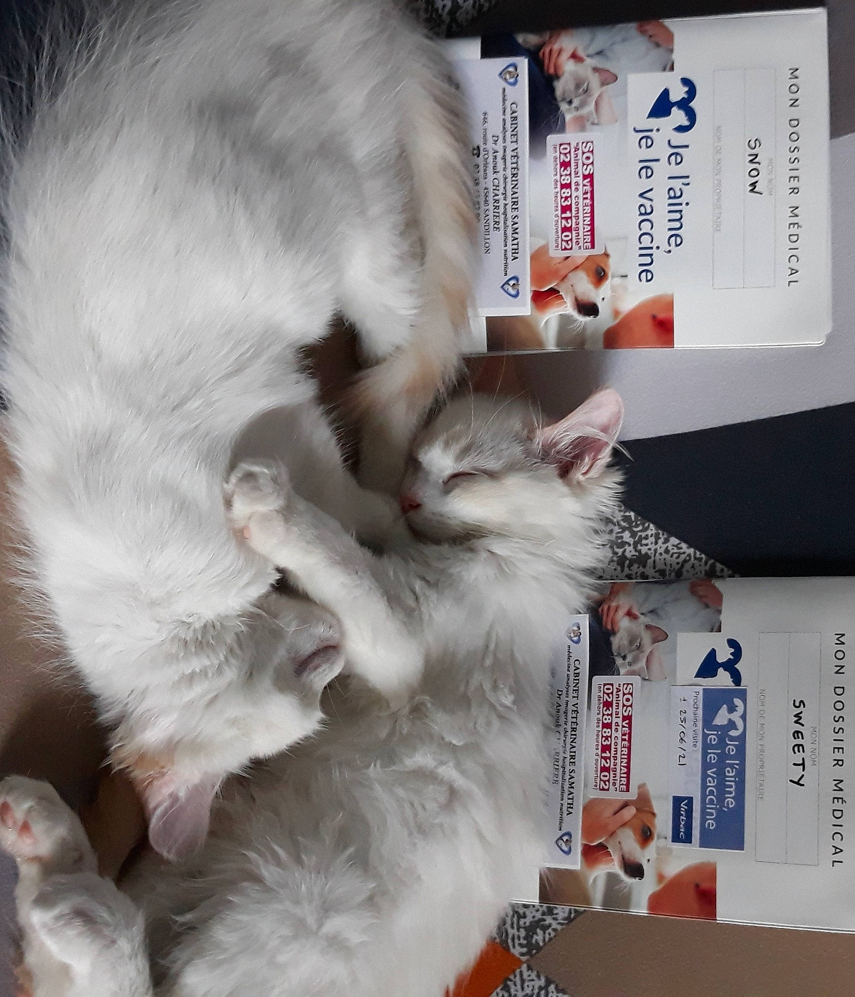 Snow participe au concours pour gagner de l'argent avec cette photo : box, carnivore, cat, cat_supply, claw, fang, felidae, fur, paw, photo_caption, publication, small_to_medium_sized_cats, snout, tail, whiskers