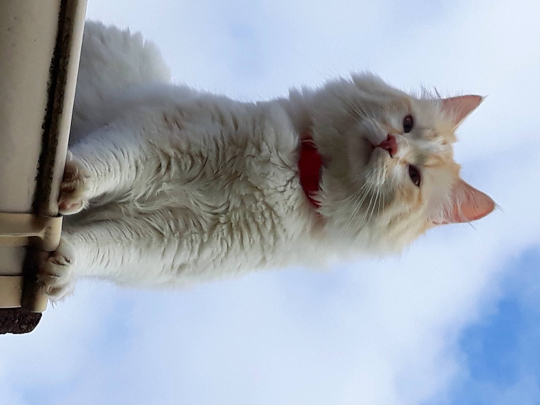 Snow a rejoint le concours — aidez-le/la à gagner de superbes lots ! carnivore, cat, cloud, domestic_short_haired_cat, event, eye, fawn, felidae, freezing, fur, paw, sky, small_to_medium_sized_cats, snout, snow, street_light, tail, tree, whiskers, winter