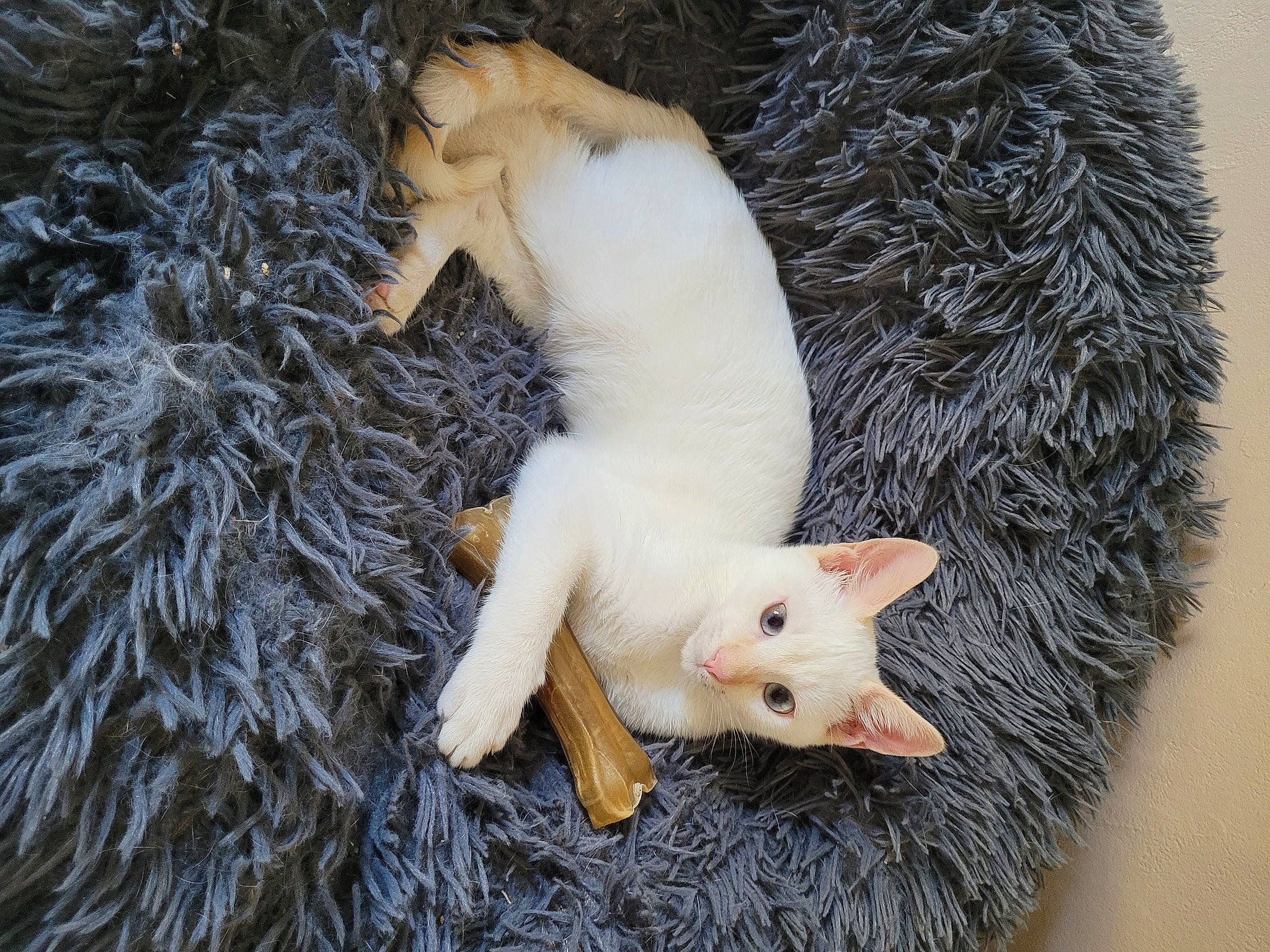 Smoothy participe au concours pour gagner de l'argent avec cette photo : carnivore, cat, claw, comfort, domestic_short_haired_cat, fawn, felidae, fur, grass, nail, organism, paw, plant, small_to_medium_sized_cats, snout, tail, terrestrial_animal, tree, whiskers, wool