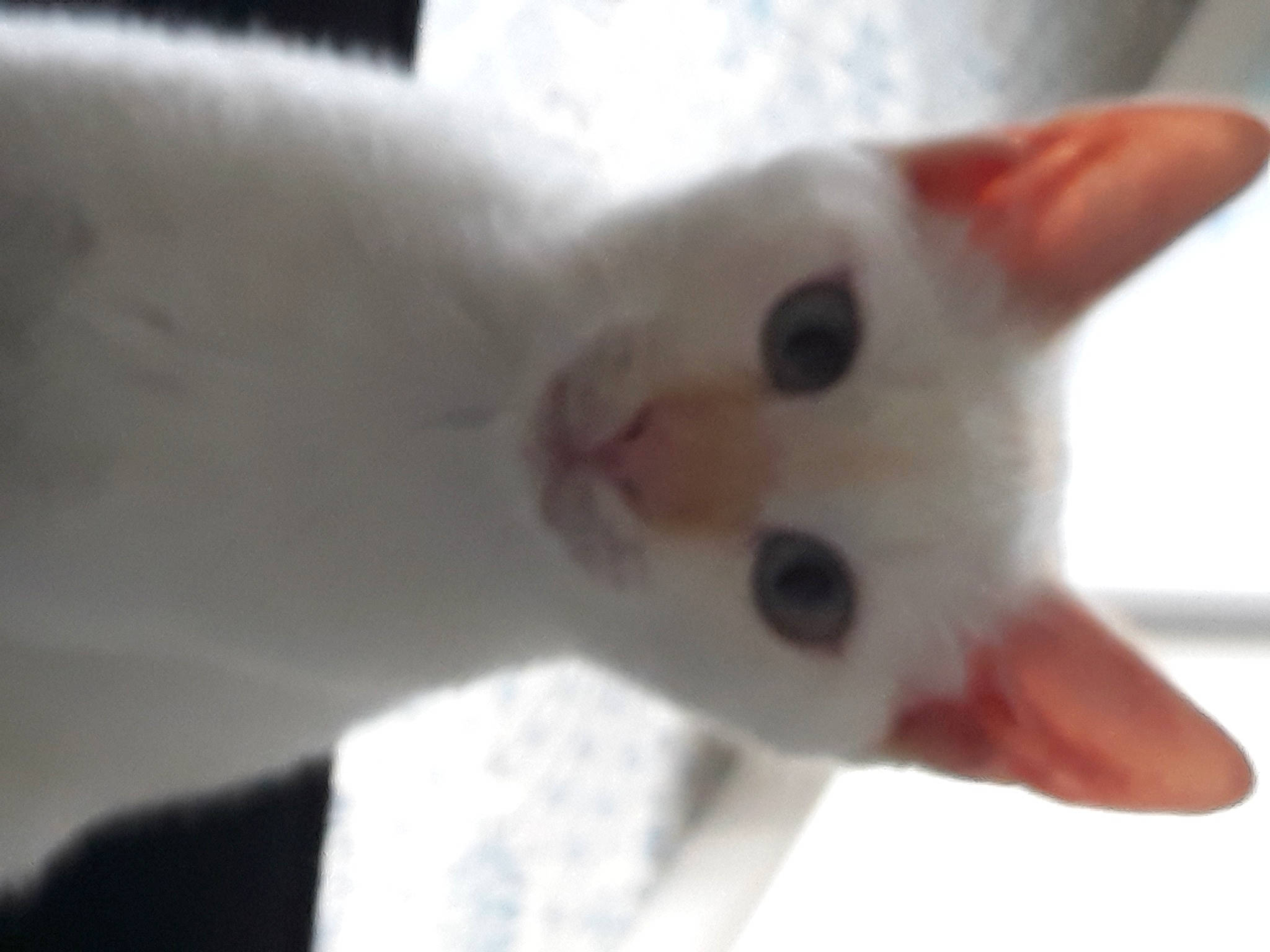 Smoothy a rejoint le concours — aidez-le/la à gagner de superbes lots ! carmine, carnivore, cat, domestic_short_haired_cat, ear, felidae, fur, paw, small_to_medium_sized_cats, snout, tail, terrestrial_animal, whiskers