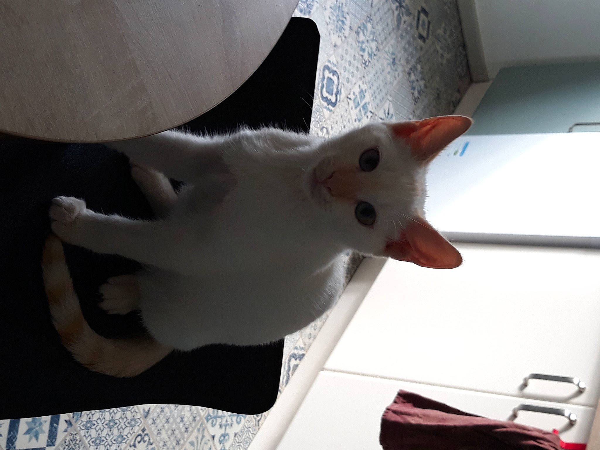 Smoothy participe au concours pour gagner de l'argent avec cette photo : carmine, carnivore, cat, domestic_short_haired_cat, ear, felidae, fur, pattern, paw, room, small_to_medium_sized_cats, snout, tail, whiskers