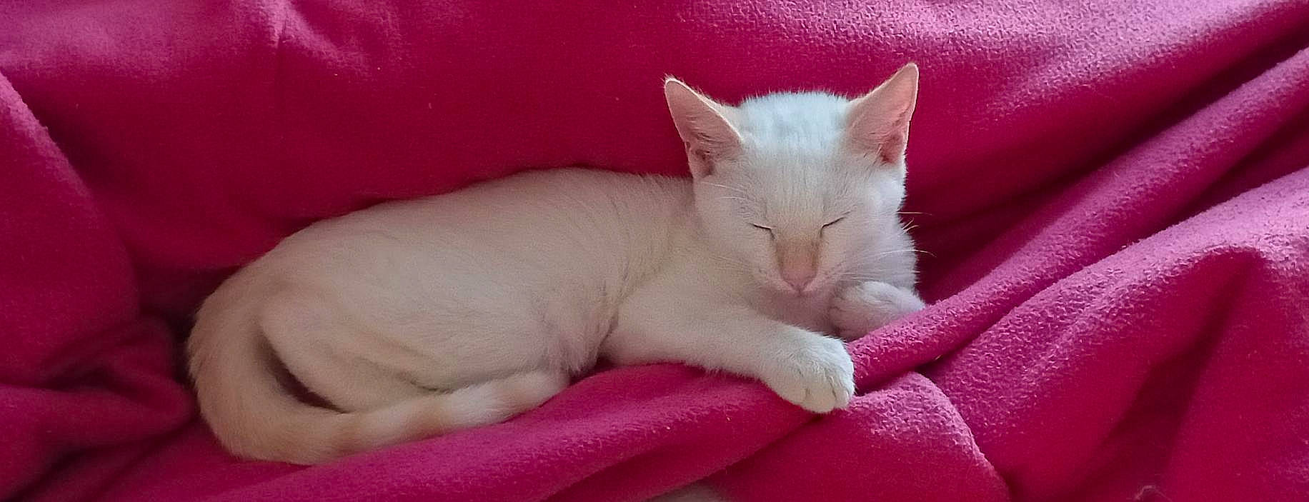 Smoothy participe au concours pour gagner de l'argent avec cette photo : carmine, carnivore, cat, cat_supply, claw, comfort, domestic_short_haired_cat, felidae, foot, fur, magenta, nap, paw, pink, sleep, small_to_medium_sized_cats, snout, tail, terrestrial_animal, whiskers