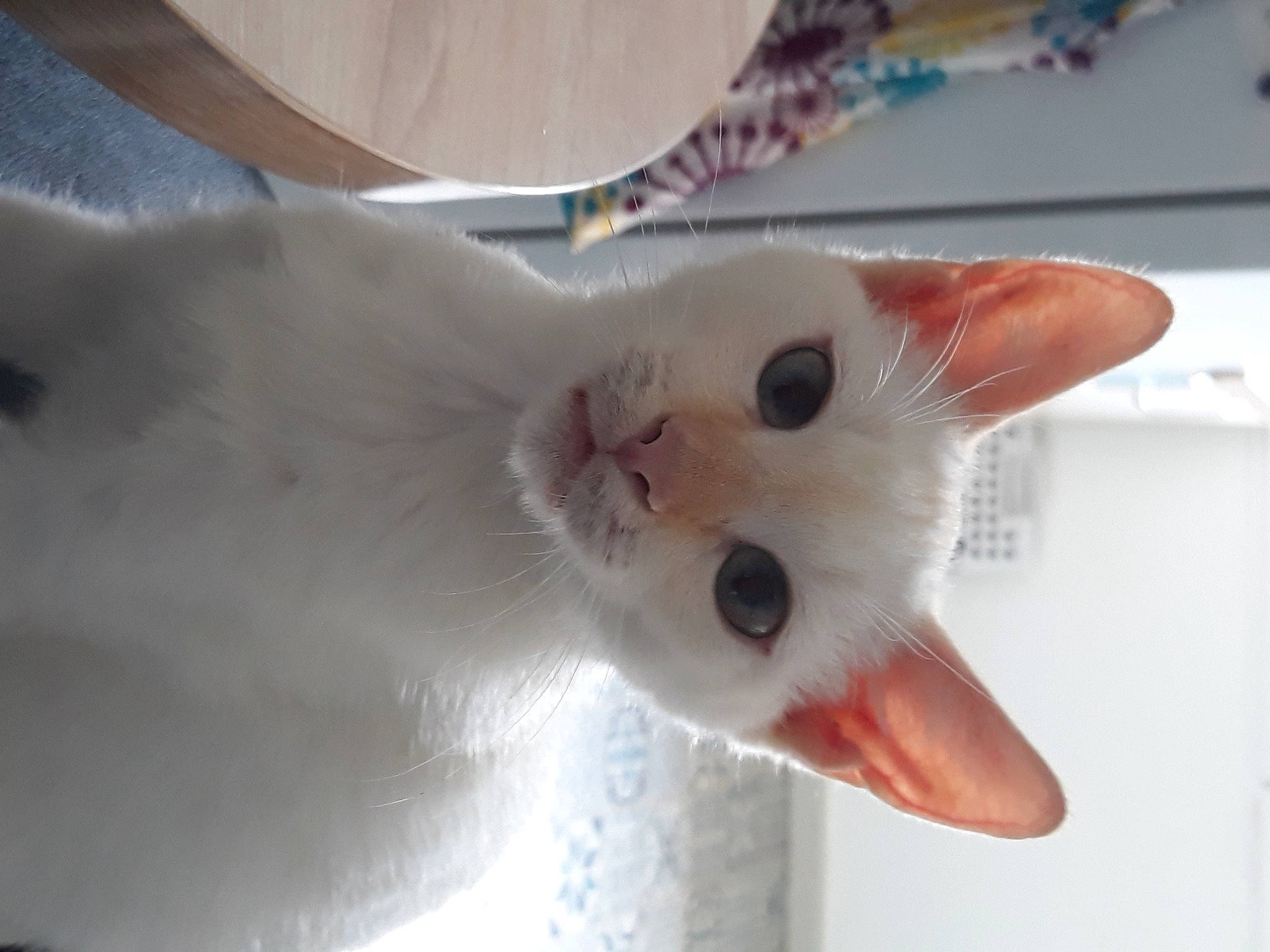 Smoothy participe au concours pour gagner de l'argent avec cette photo : carnivore, cat, claw, domestic_short_haired_cat, ear, fawn, felidae, fur, paw, small_to_medium_sized_cats, snout, tail, whiskers