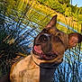 dog, smiling, outdoor, grass, lake, water, trees, nature, sunlight, canine, happy, animal, forest, reflection, summer, pets, portrait, daytime, ears, tongue