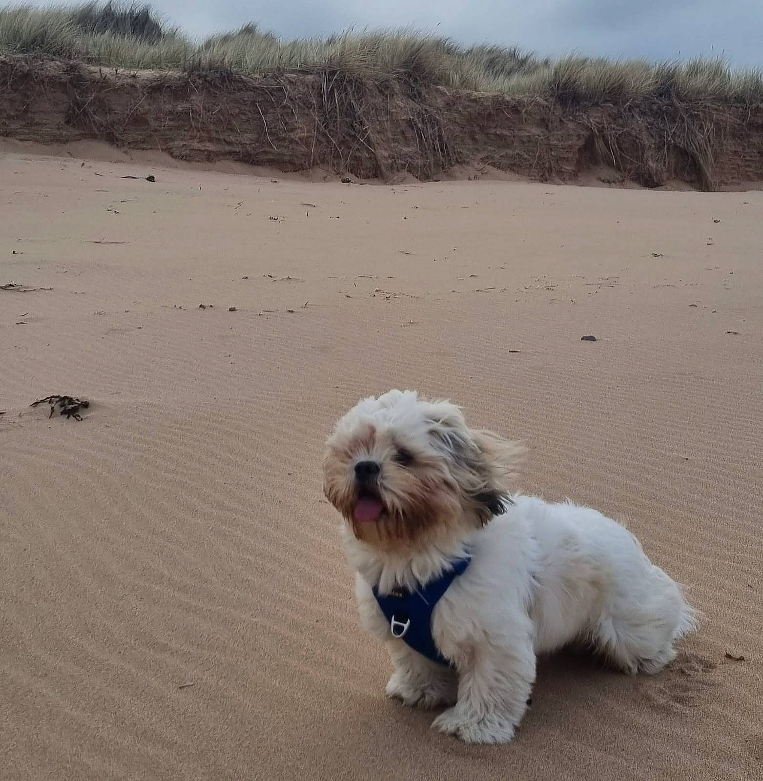 Simba is registered to the contest to win money with this photo: beach, canidae, carnivore, cloud, companion_dog, dog, dog_breed, fur, landscape, mal_shi, ocean, shih_poo, shih_tzu, sky, small_terrier, snout, sporting_group, terrier, toy_dog, working_animal