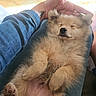 Locky participe au concours pour gagner de l'argent avec cette photo : puppy, dog, sleeping, fluffy, pet, lap, hand, tattoo, fur, cute, relaxed, cozy, indoor, resting, adorable, animal, paw, closed_eyes, human, casual