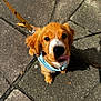 puppy, dog, leash, blue_harness, tongue_out, outdoor, stone_pavement, sunlight, shadow, cute, pet, animal, young_dog, fur, ears, snout, walking, playful, friendly, looking_up