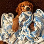 puppy, dog, blanket, cozy, soft, brown, blue, white, fur, paw, snuggle, cute, pet, animal, indoor, resting, warm, comfort, fur_texture, closeup