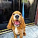 Watson