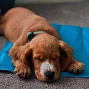 Watson is registered to the contest to win money with this photo: puppy, dog, sleeping, brown_fur, blue_mat, carpet, pets, close_up, cute, domestic_animal, young_dog, resting, indoor, paw, fur, adorable, animal, canine, relaxation, peaceful