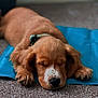 puppy, dog, sleeping, brown_fur, blue_mat, carpet, pets, close_up, cute, domestic_animal, young_dog, resting, indoor, paw, fur, adorable, animal, canine, relaxation, peaceful