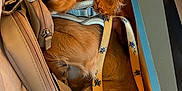 Watson joined the competition — help win amazing prizes! animal, arm, beige_bag, brown, closeup, cozy, cute, dog, fur, harness, indoors, leash, napping, pet, puppy, relaxed, resting, sleeping, table, yellow