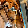 dog, puppy, sleeping, leash, beige_bag, arm, fur, closeup, resting, indoors, brown, yellow, cute, pet, animal, relaxed, cozy, napping, harness, table