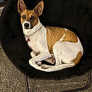 Sake joined the competition — help win amazing prizes! alert, animal, brown_and_white, canine, carpet, chair, collar, comfort, cute, dog, domestic_animal, ear, fur, furniture, household, indoor, living_room, pet, relaxed, resting