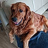 dog, golden_retriever, pet, animal, portrait, sitting, lounging, smiling, open_mouth, brown_fur, long_hair, floppy_ears, black_nose, indoors, sofa, couch, blue_blanket, living_room, wooden_floor, closeup