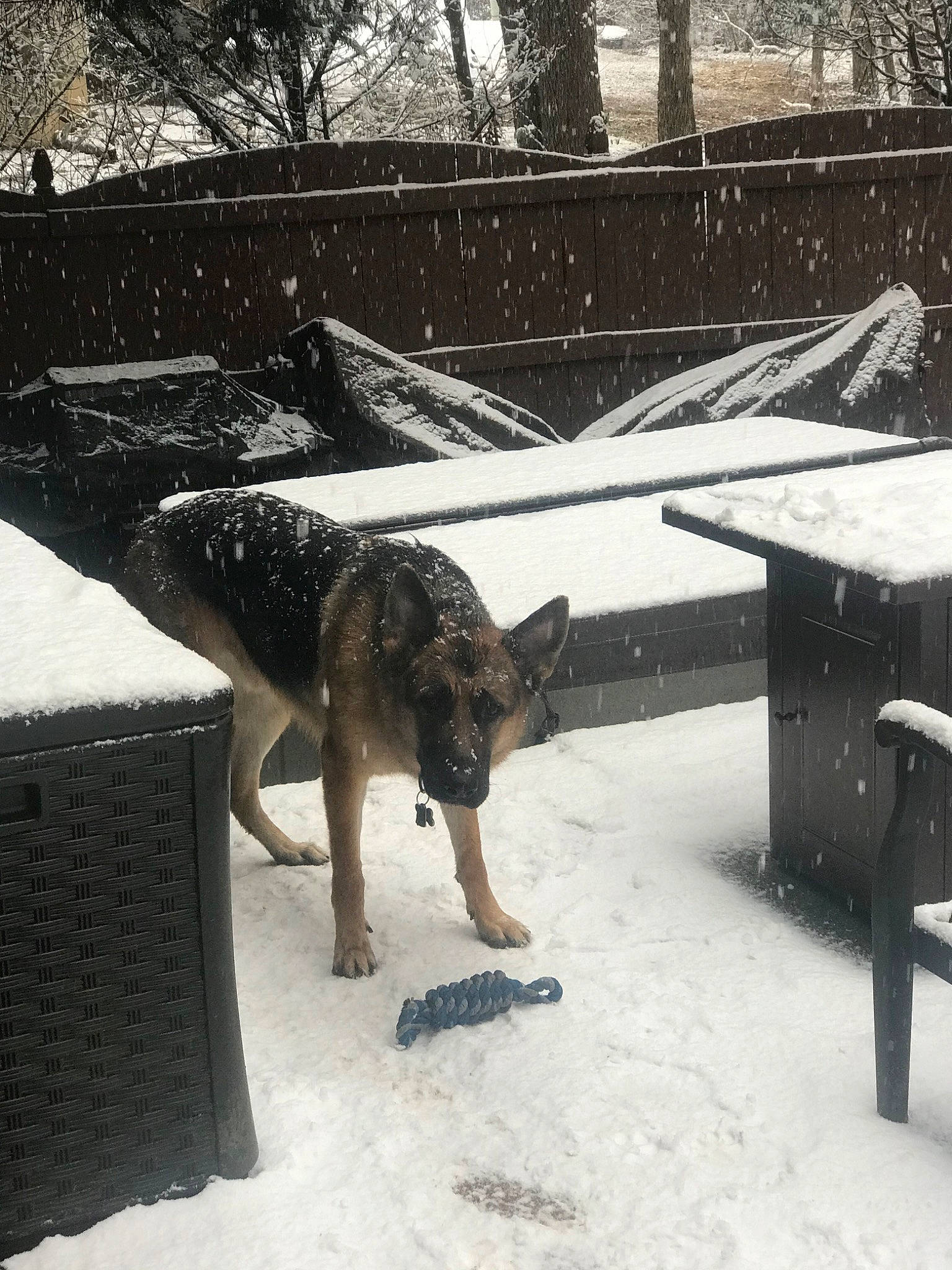 Bodhi is registered to the contest to win money with this photo: canidae, carnivore, dog, dog_breed, dutch_shepherd_dog, east_european_shepherd, german_shepherd_dog, guard_dog, kunming_wolfdog, old_german_shepherd_dog, police_dog, snow, winter, wolfdog, working_dog