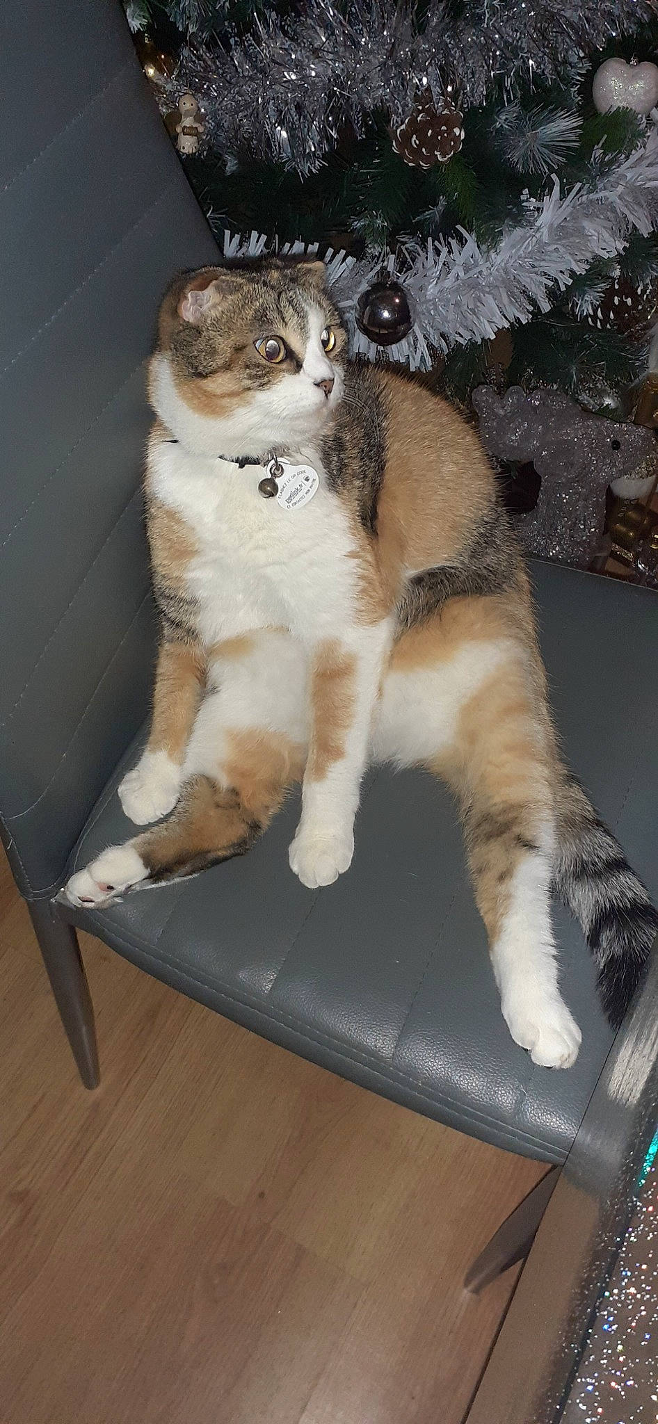 Choupie participe au concours pour gagner de l'argent avec cette photo : carnivore, cat, claw, domestic_short_haired_cat, fawn, felidae, flooring, fur, hardwood, paw, sitting, small_to_medium_sized_cats, snout, table, tail, terrestrial_animal, tree, whiskers, window, wood