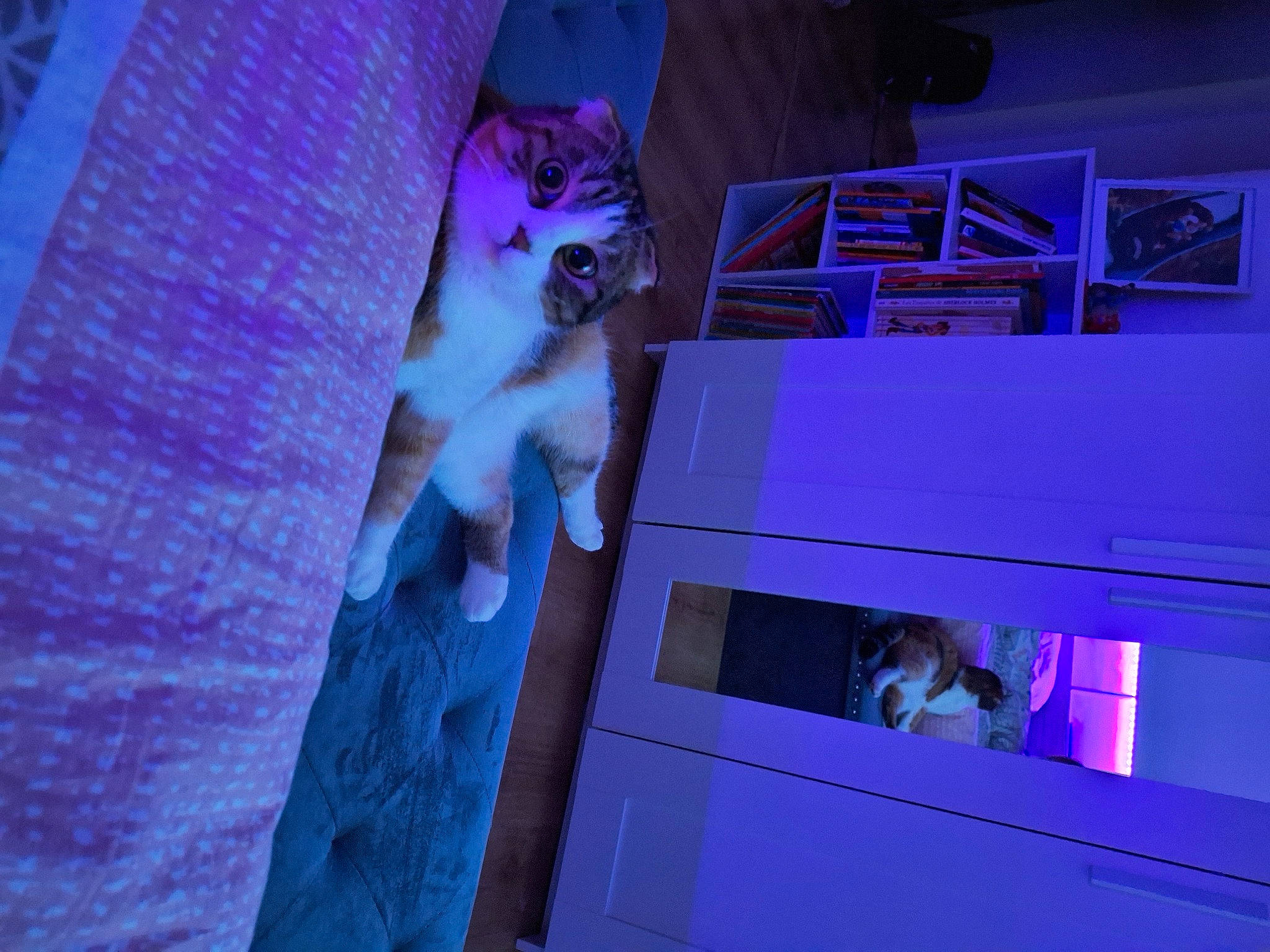 Choupie participe au concours pour gagner de l'argent avec cette photo : building, cat, electric_blue, entertainment, event, felidae, fur, house, lighting, magenta, night, pink, purple, room, sky, small_to_medium_sized_cats, space, tail, violet, whiskers