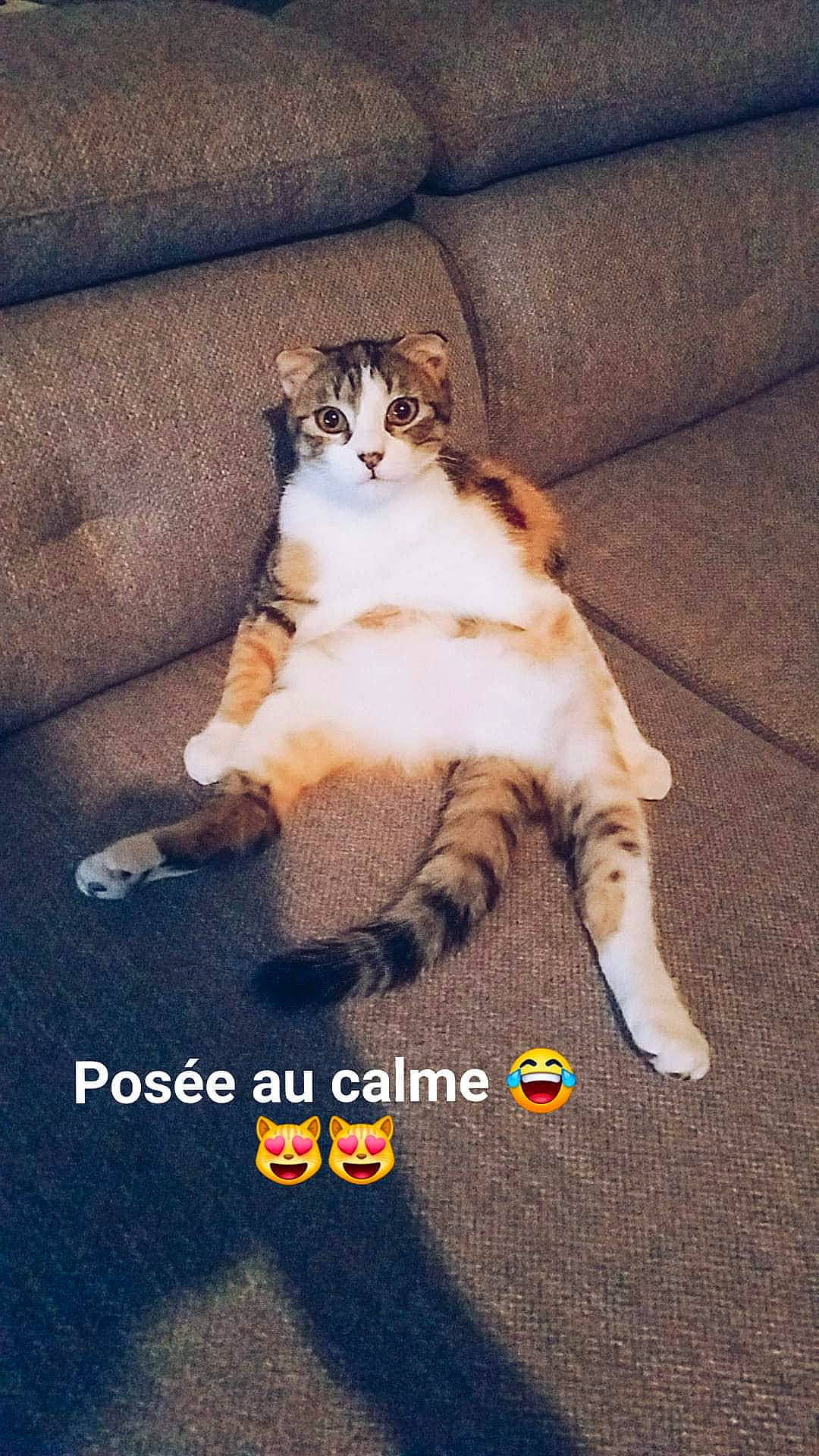 Choupie participe au concours pour gagner de l'argent avec cette photo : asphalt, carnivore, cat, claw, comfort, couch, domestic_short_haired_cat, felidae, flooring, foot, fur, human_leg, paw, photo_caption, plant, small_to_medium_sized_cats, snout, tail, whiskers, wood