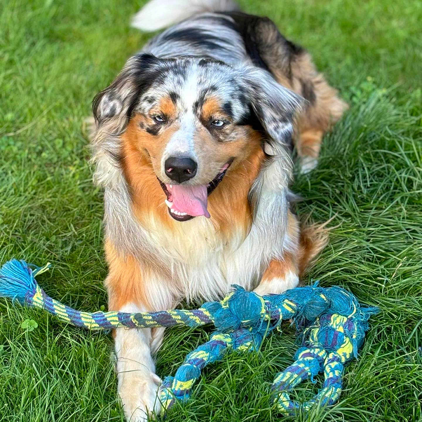 Simba a rejoint le concours — aidez-le/la à gagner de superbes lots ! accessories, animal, ball, canine, dog, face, field, football, grass, grassland, lawn, nature, outdoors, pet, plant, puppy, soccer, soccerball, sport, strap