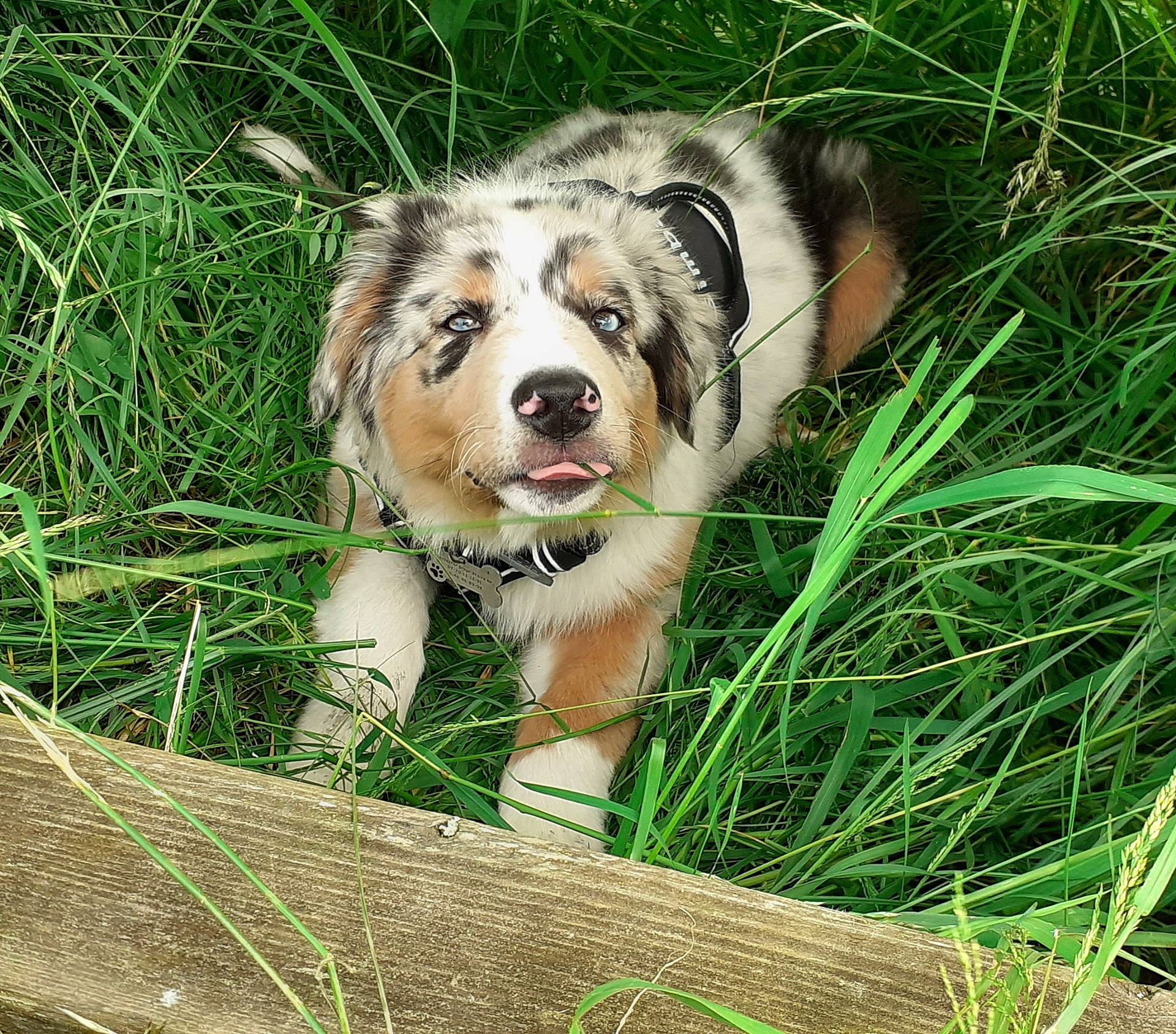 Simba participe au concours pour gagner de l'argent avec cette photo : animal, canine, dog, face, field, grass, grassland, green, head, herbal, herbs, husky, nature, outdoors, person, pet, photography, plant, puppy, vegetation