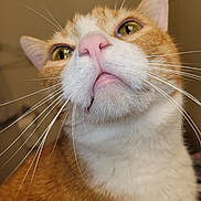 Pete is registered to the contest to win money with this photo: cat, orange_tabby, tabby, close_up, whiskers, pink_nose, fur, portrait, indoor, pet, tongue_out, curious, macro, feline, green_eyes, white_chest, nose, mouth, looking_up, cute