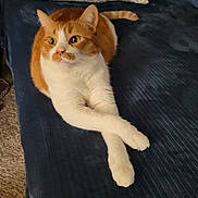 Abraham is registered to the contest to win money with this photo: cat, orange_cat, tabby, pet, paws_crossed, bed, bedding, blanket, indoor, fur, whiskers, cute, looking_up, portrait, cozy, relaxed, domestic_cat, sleepy, home, feline_face