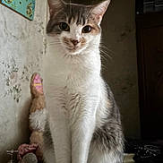 Choupette participe au concours pour gagner de l'argent avec cette photo : animal, cat, cozy, cute, decor, ears, eyes, face, feline, fur, gray, household, indoor, pet, sitting, stuffed_toy, table, wallpaper, whiskers, white