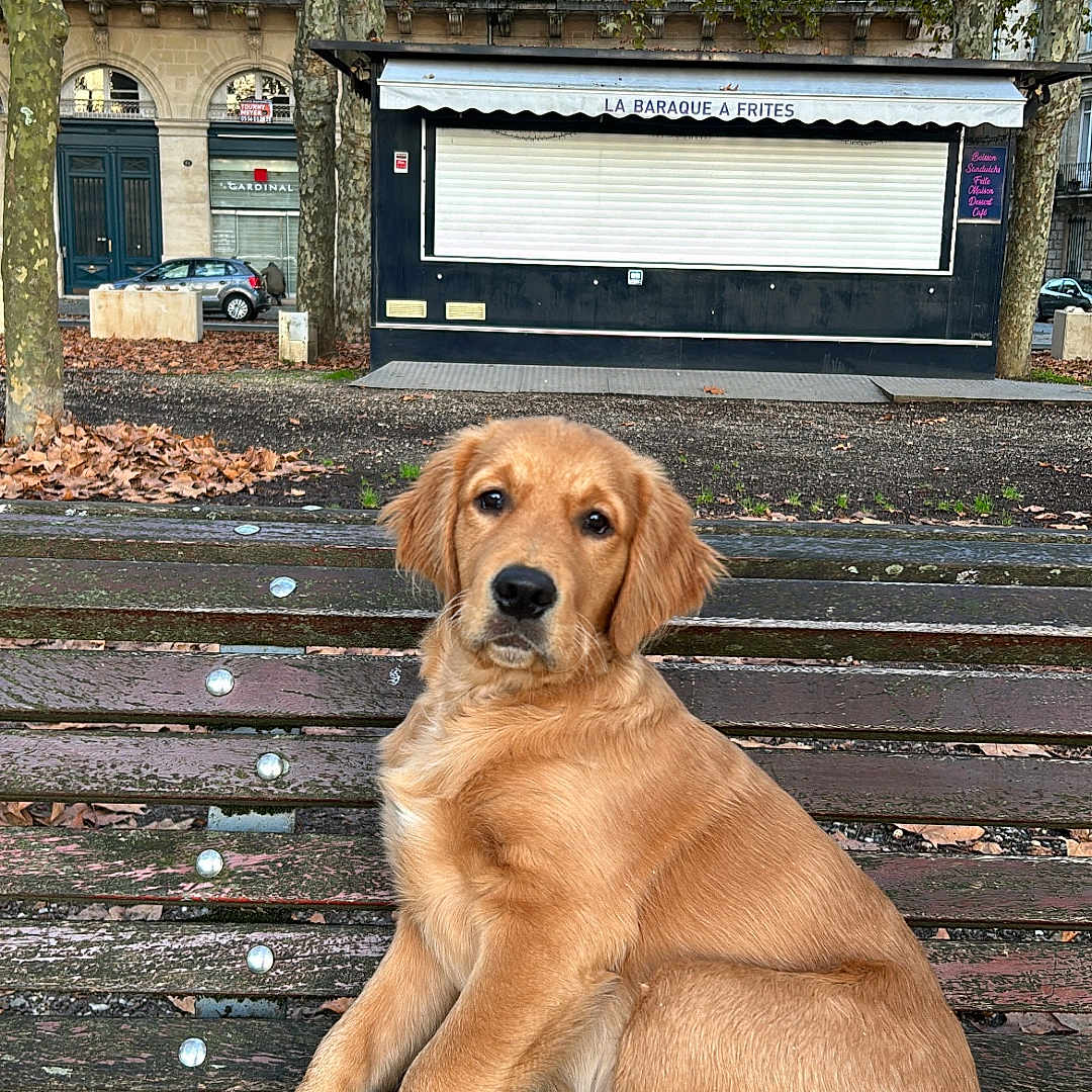 Volky a rejoint le concours — aidez-le/la à gagner de superbes lots ! animal, architecture, bench, building, canine, car, dog, furniture, goldenretriever, hound, labradorretriever, machine, pet, plant, puppy, transportation, tree, vehicle, wheel, wood