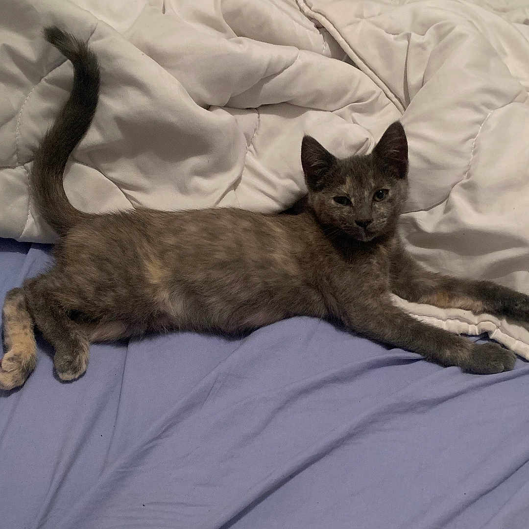 Irys participe au concours pour gagner de l'argent avec cette photo : abyssinian, animal, bed, bedroom, blanket, cat, couch, cushion, furniture, homedecor, indoors, kitten, linen, manx, person, pet, quilt, room, siamese, sleeping